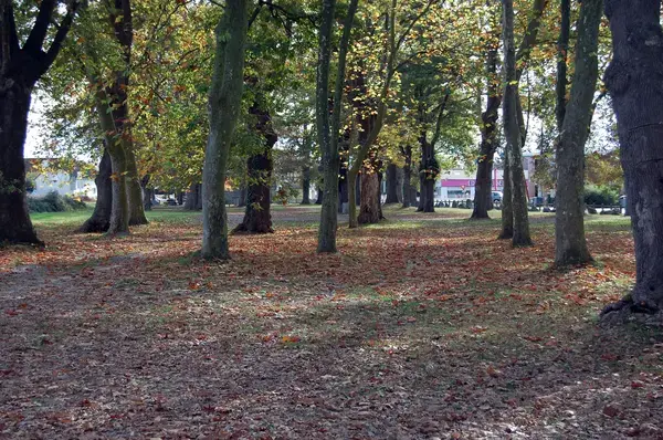 Monte Escalier Qualité Pose monte escalier Idron